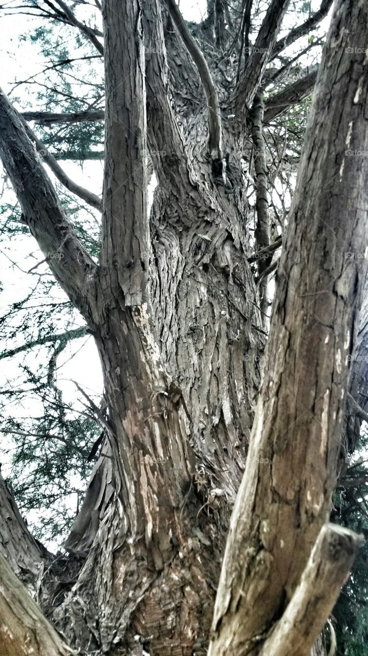 Old cedar tree 1