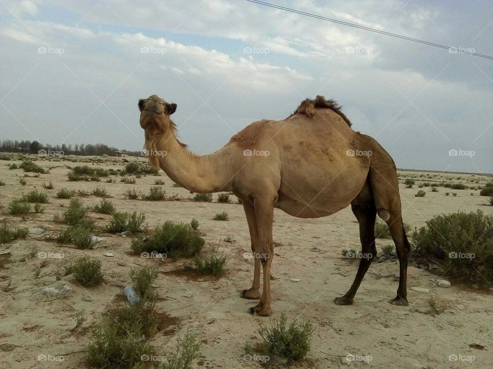 Camel new luck
