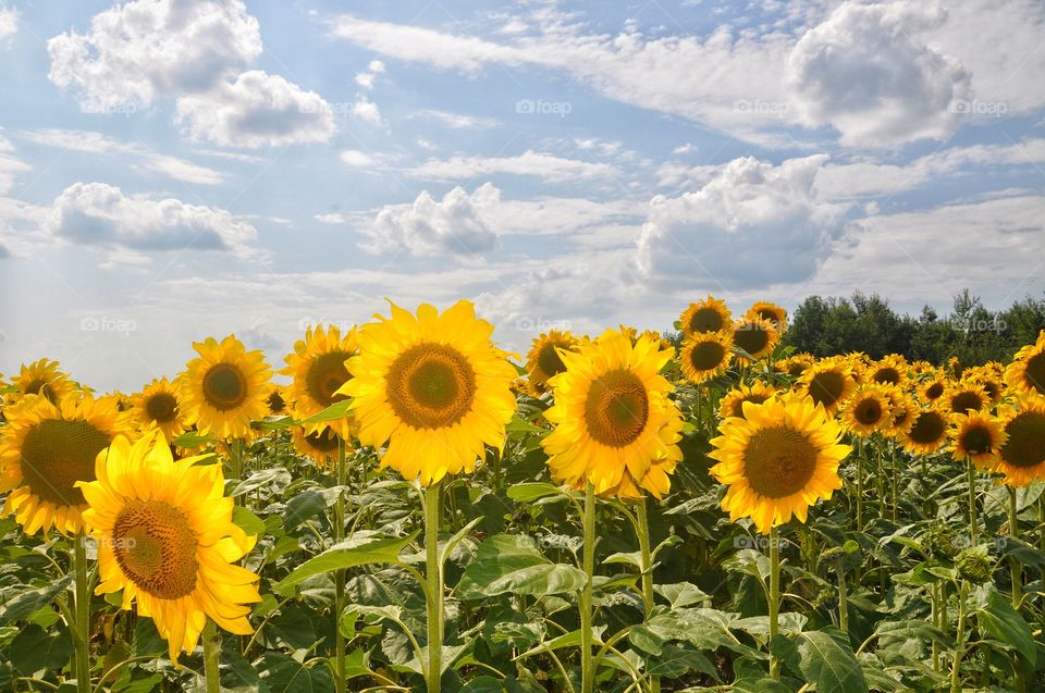 sunflowers in the fields of ukraine