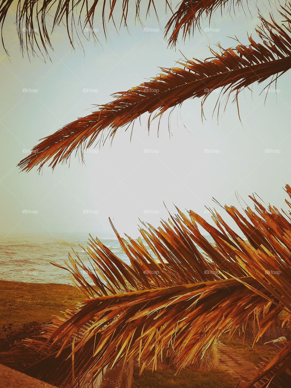 Hojas de palmeras delante del mar
