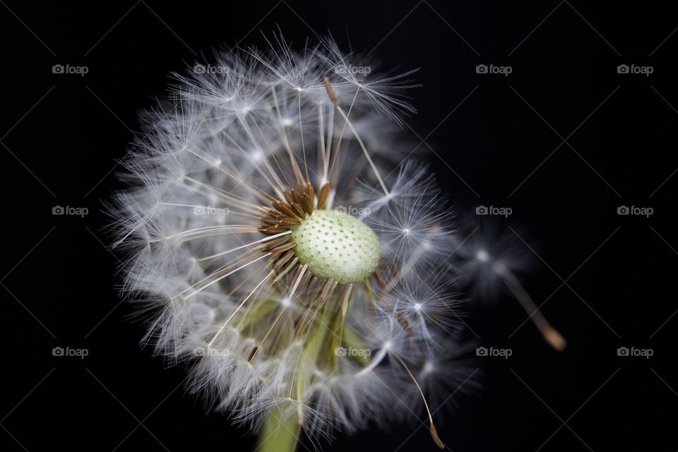 dandelion