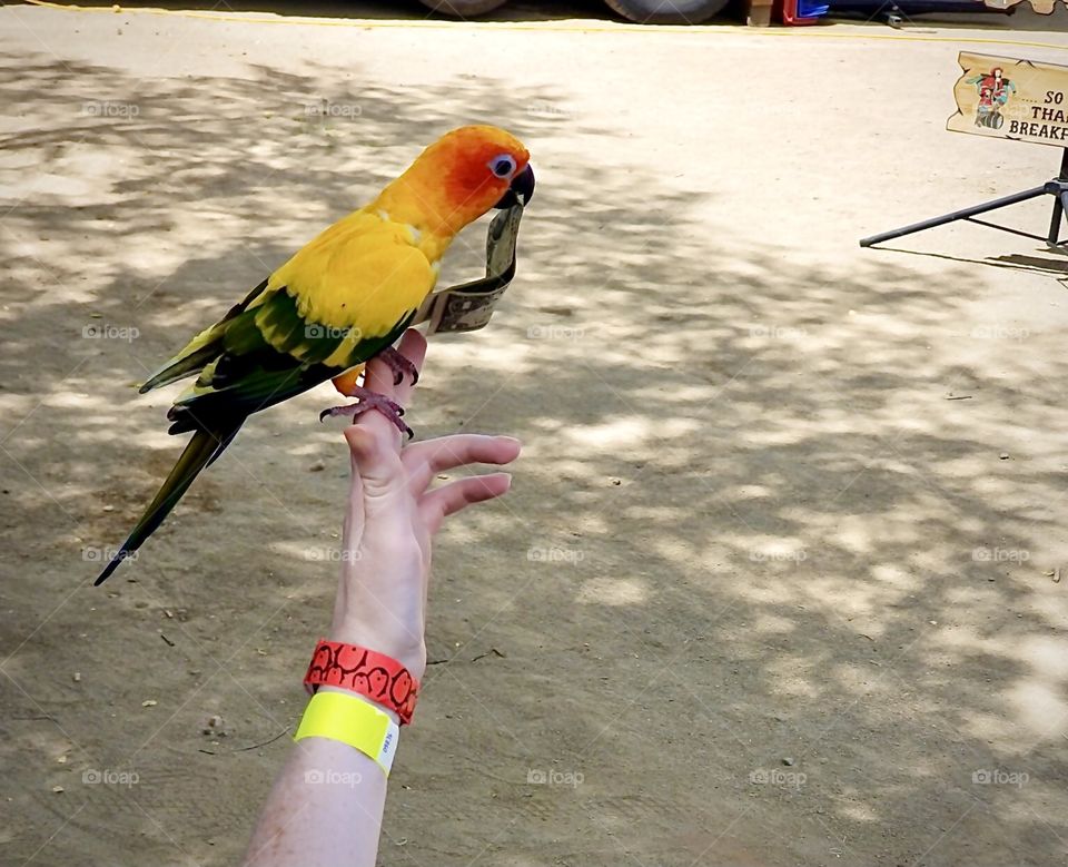 I gave this cute bird a dollar tip at my local county fair. Beautiful colors! It was an awesome show.