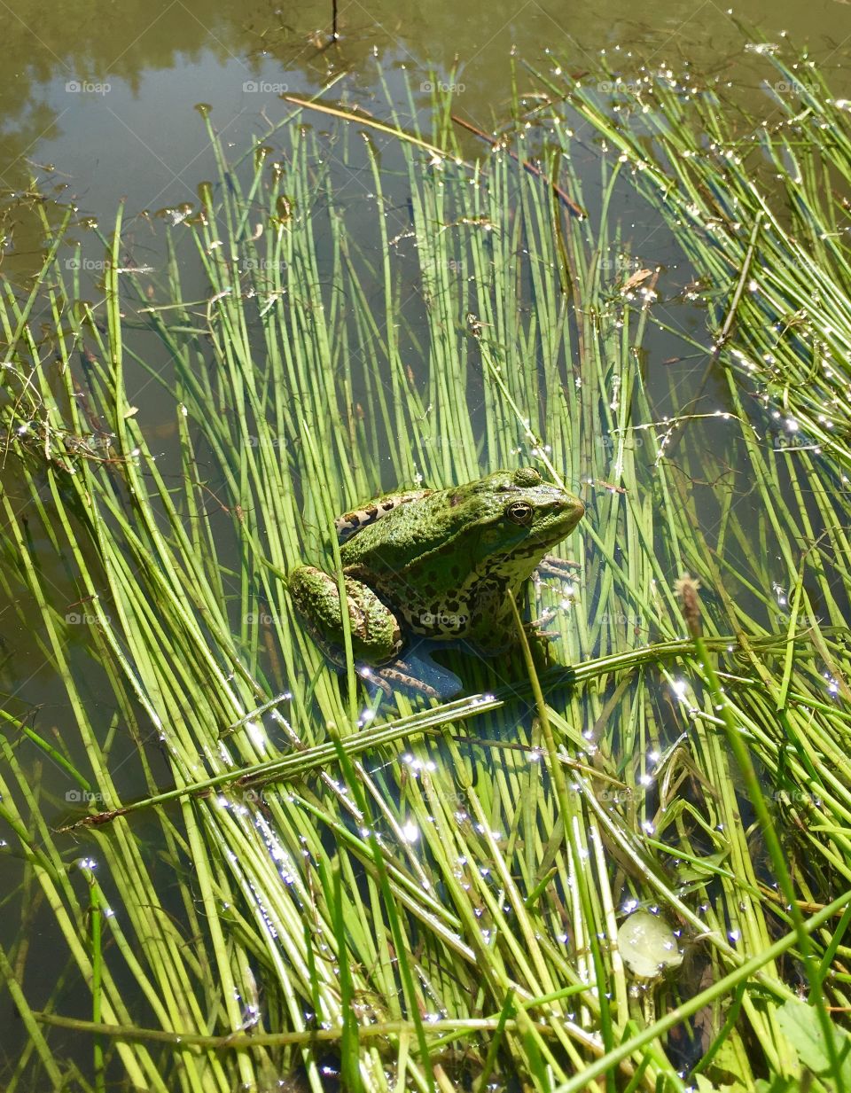 sunny Frog