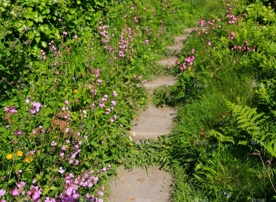 summer flowers