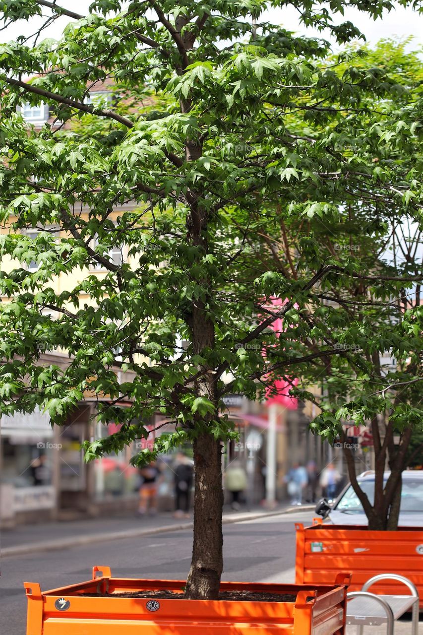 Planted small trees in orange containers on the street in the city