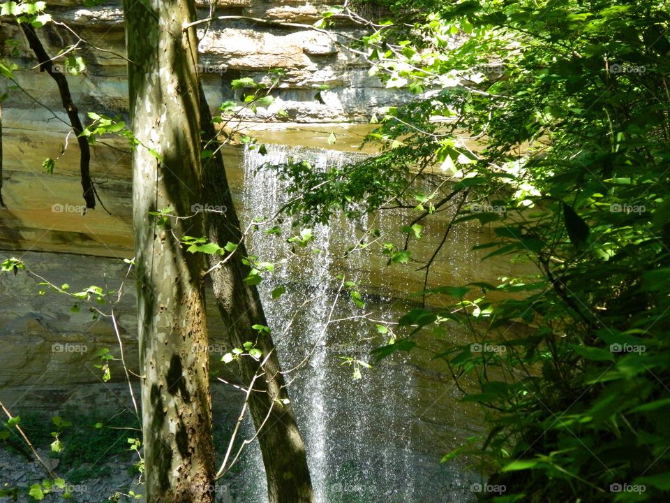 trees and waterfall