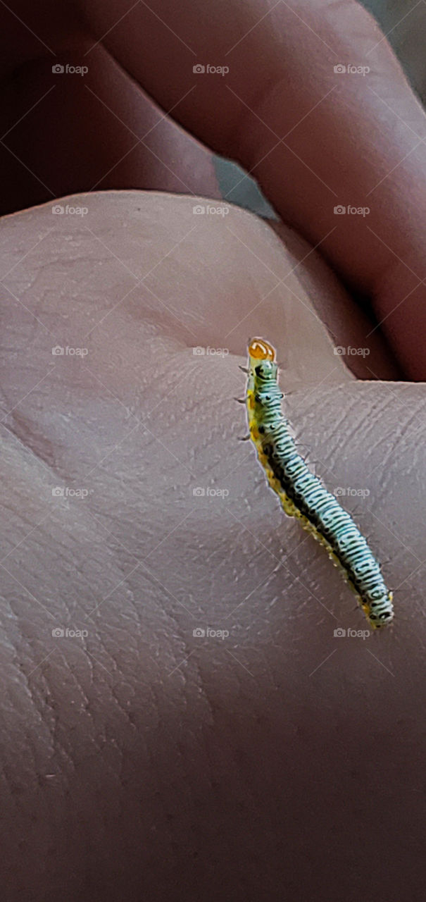 very small caterpillar on hand