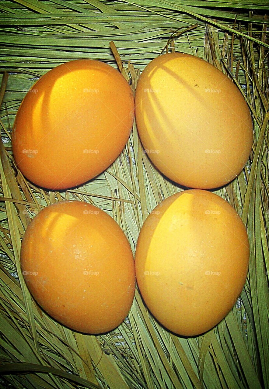 CHICKEN EGG FOOD