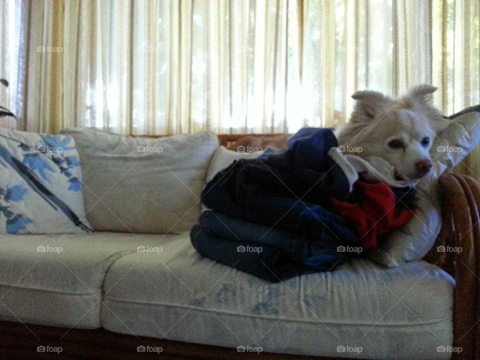 Dog on folded clothes