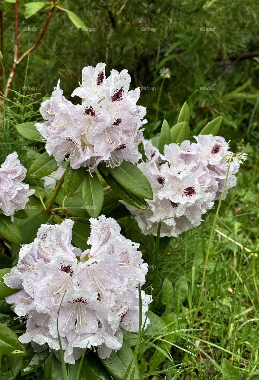 Blooming rhododendron Calsap 