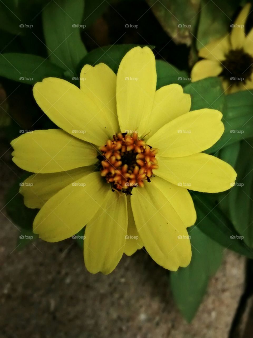 zinnia yellow