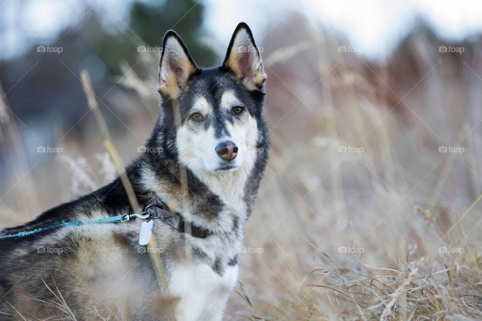 Husky looking straight at camera 