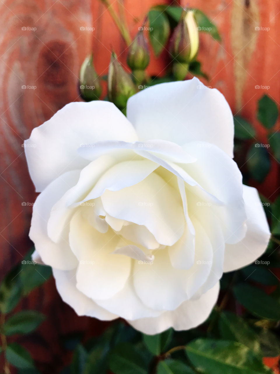 White Rose in Deep Spring 