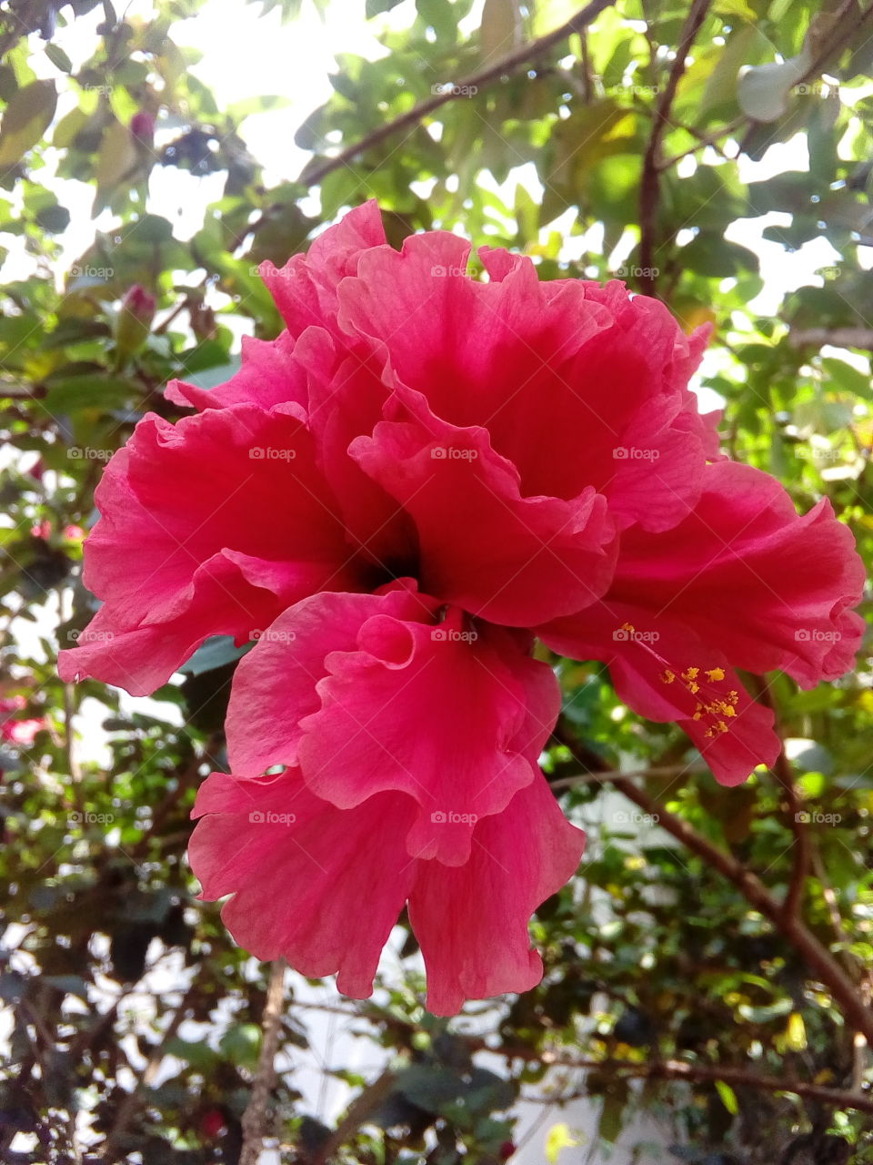 Flower