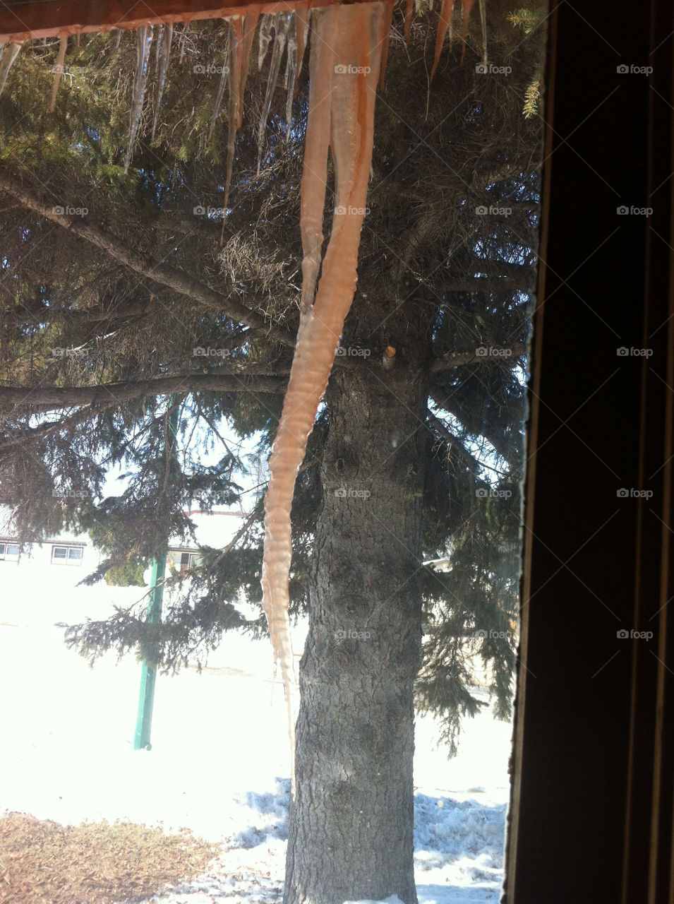 Tree, Landscape, Wood, Winter, No Person