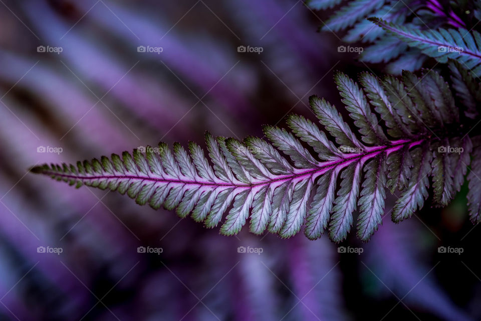 Fern leaves