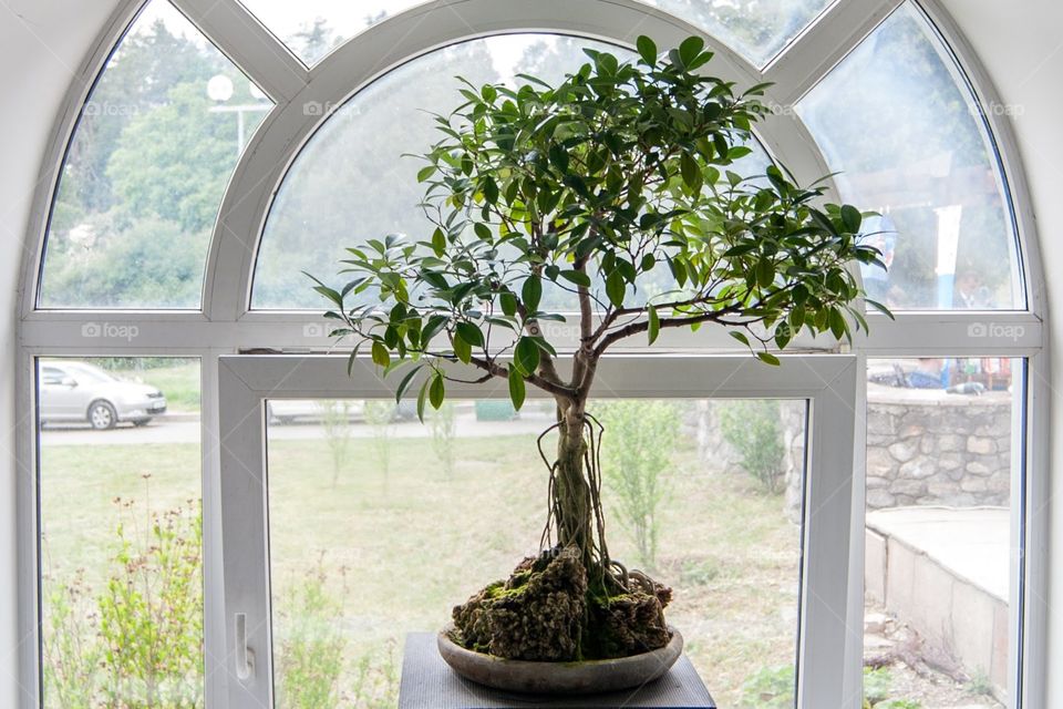 pipal tree on the window
