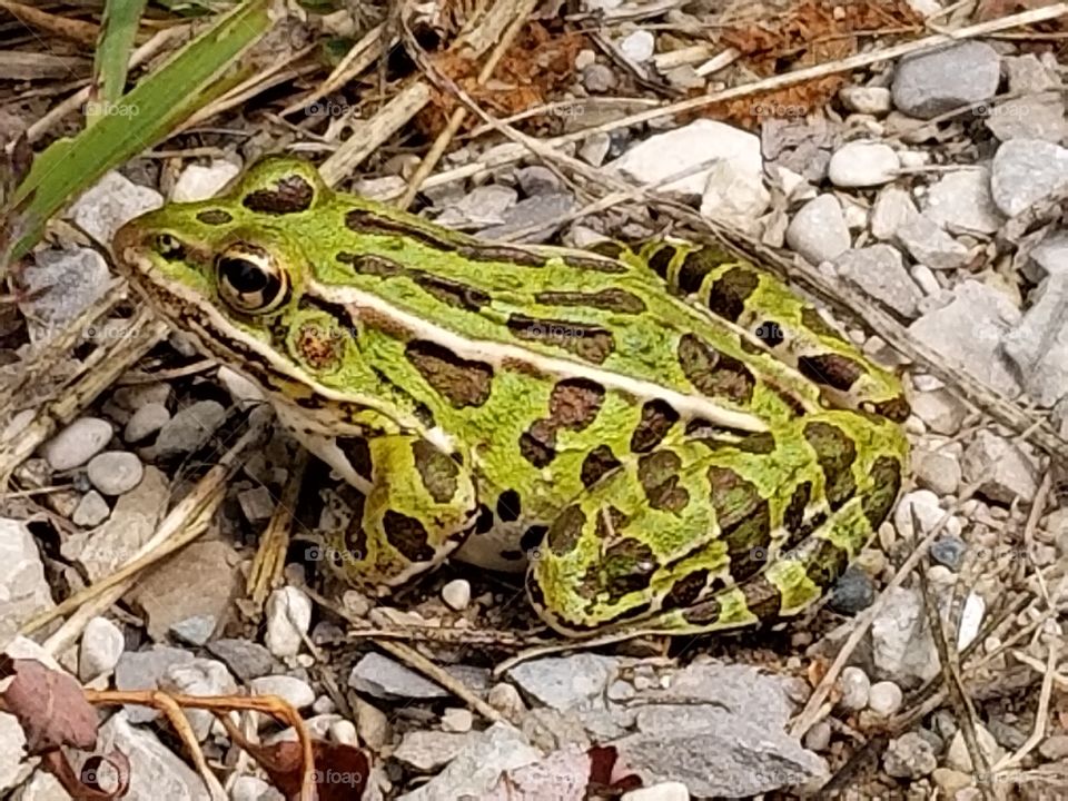 northern leopard frog