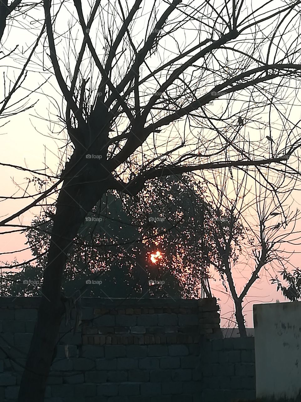 The Sunset in our town.
its a fine weather , clear sky and the bright sunlight that was covered by the tall trees leaves and the few birds in the trees branches.