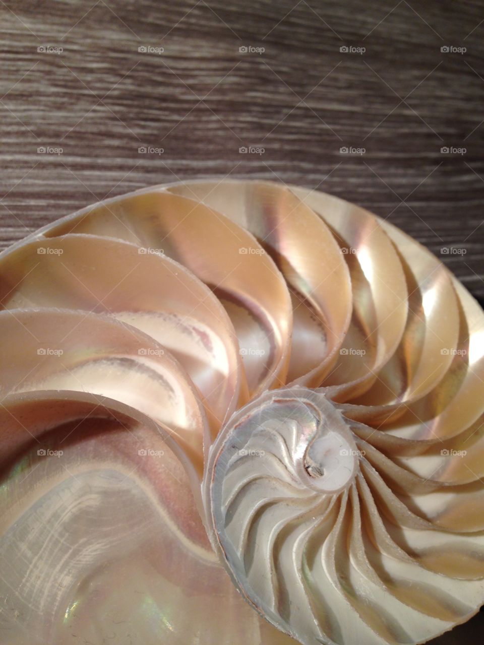 Nautilus shell cross section spiral symmetry 