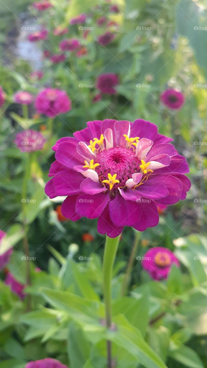 Zinnia Flowers