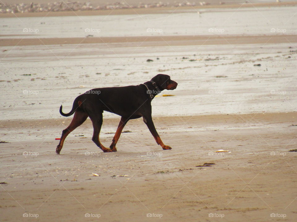 frolicking on the beach