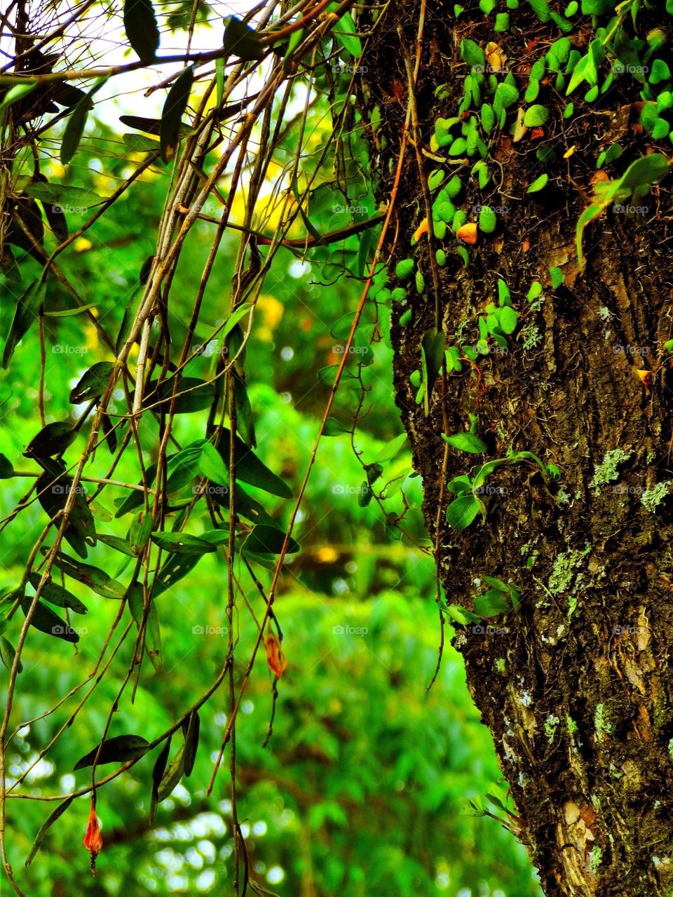 Close-up of tree trunk