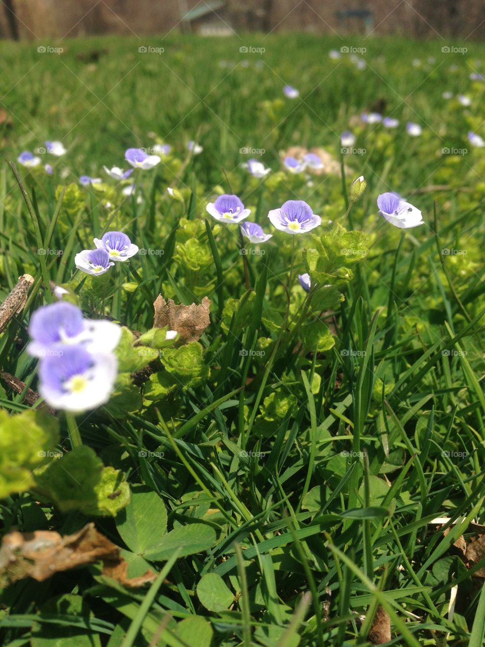 Little flowering 