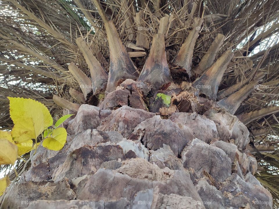 Tree growing out of a tree