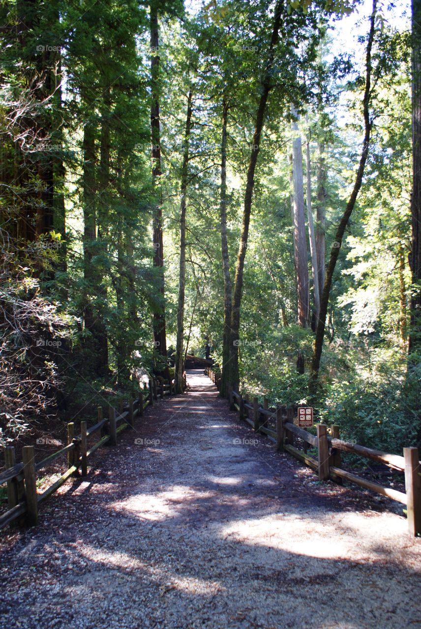 Wood, Tree, Landscape, Guidance, Nature