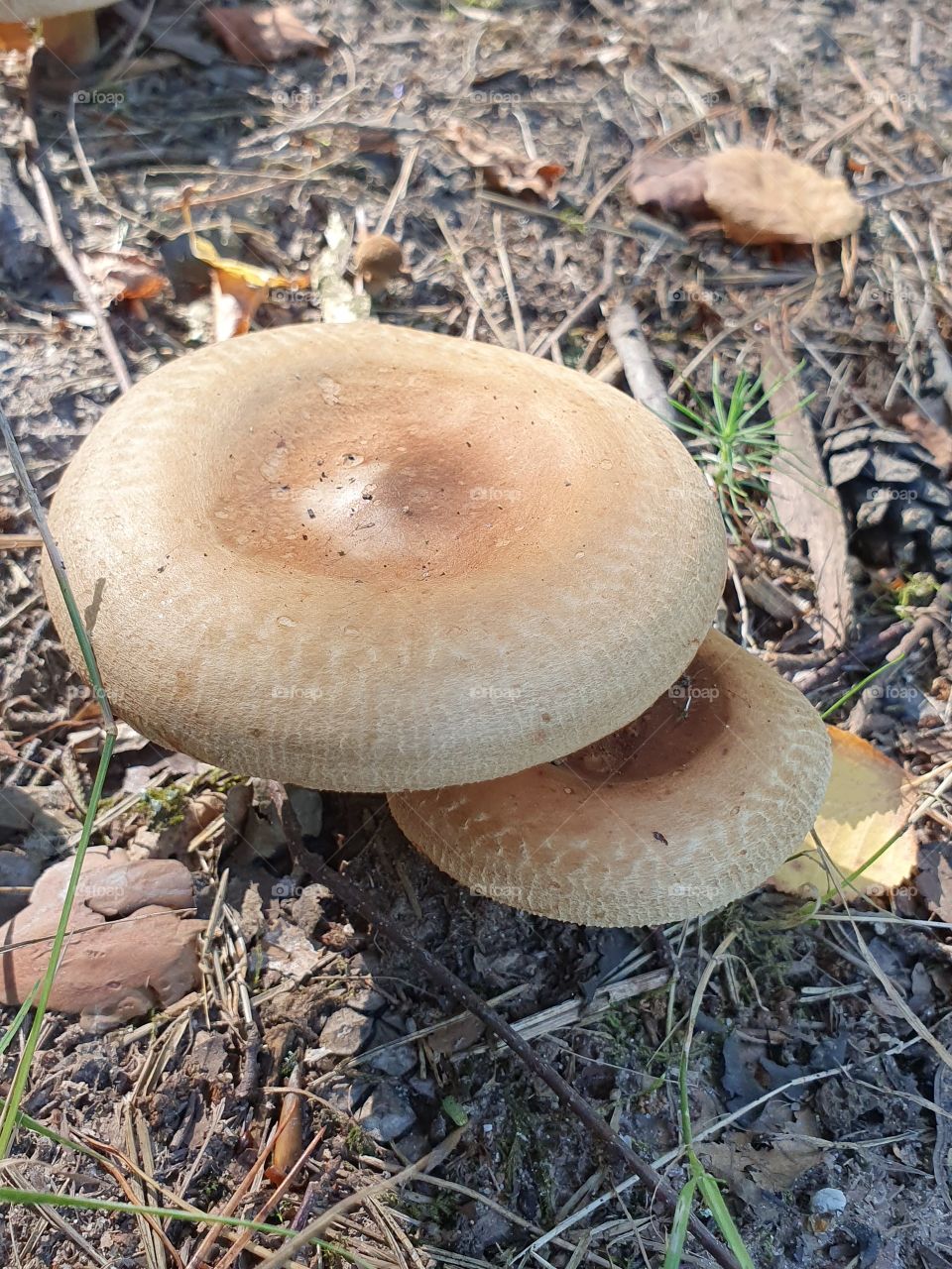 Mushroom