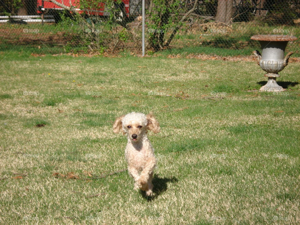 Poodle running towards camera, lawn all around.