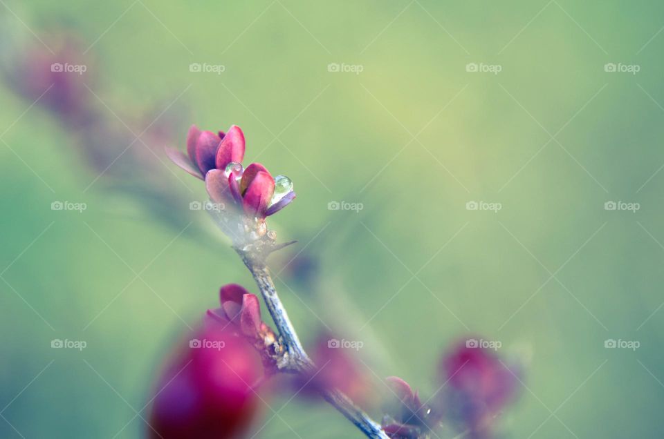 The beauty of spring