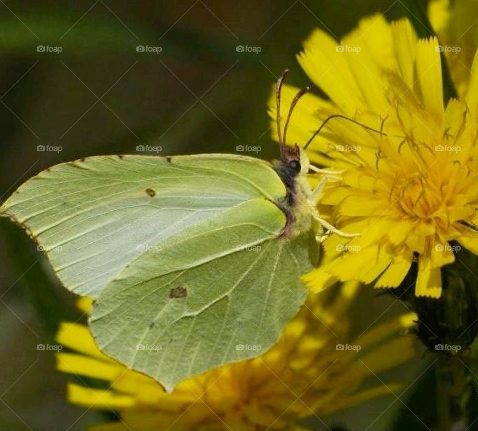 flowers dandelion flower macro by paula