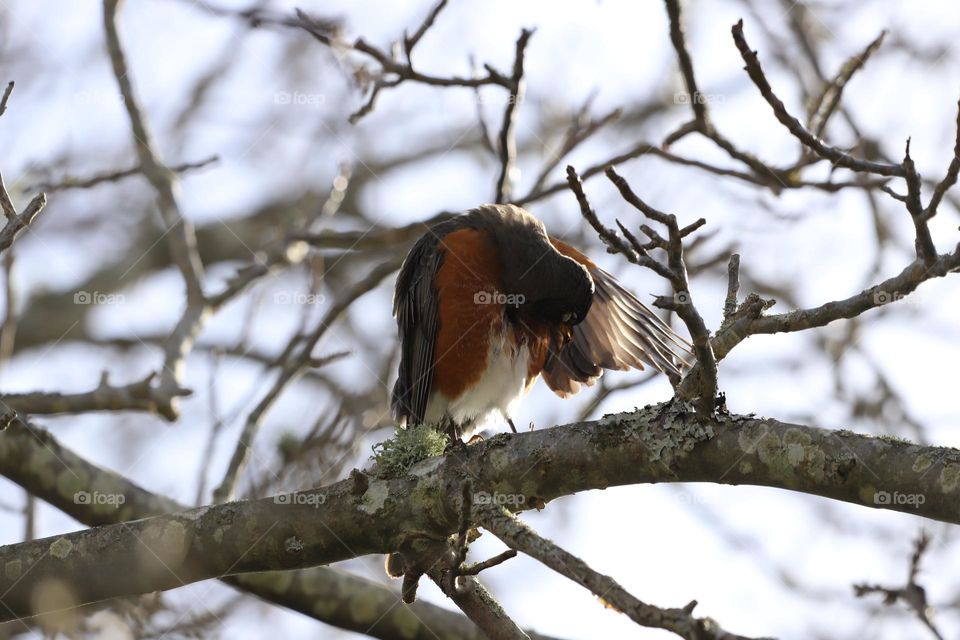 Sad robin perched on a tree