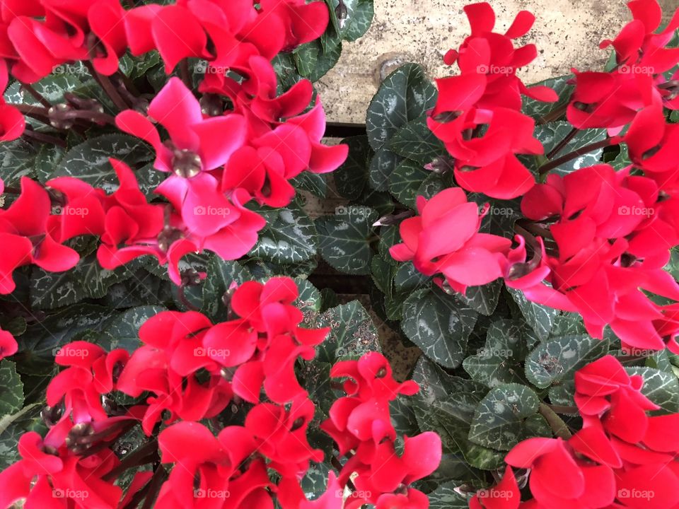 Some sparkling red cyclamen plants to brighten anyone’s day one would hope