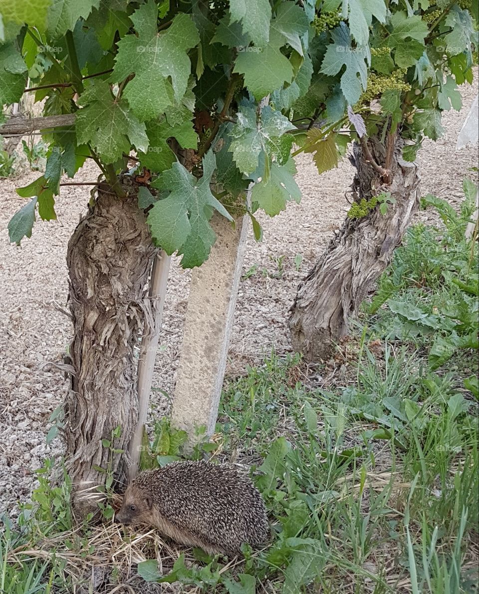 Hedgehog in a vineyard