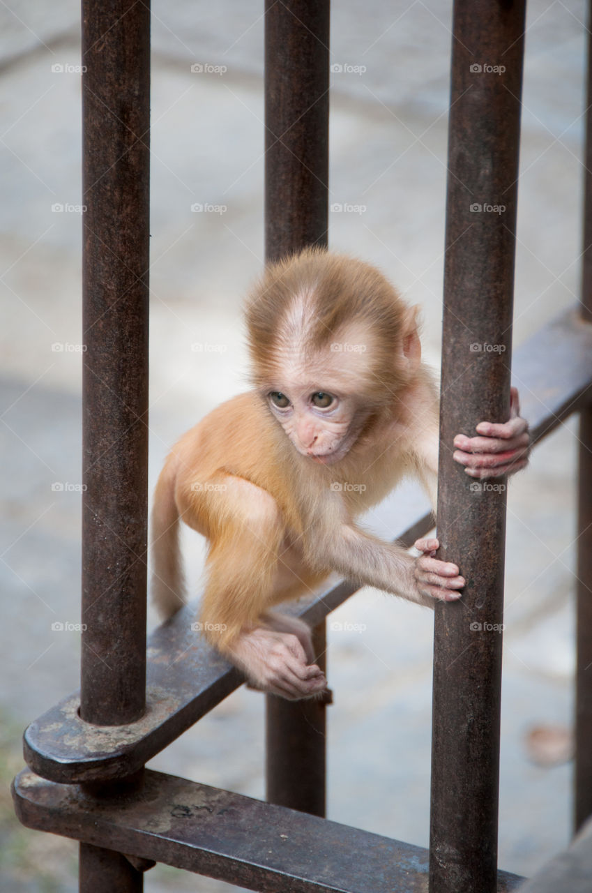 Baby monkey at the temple complex of Pashupatinath, Nepal