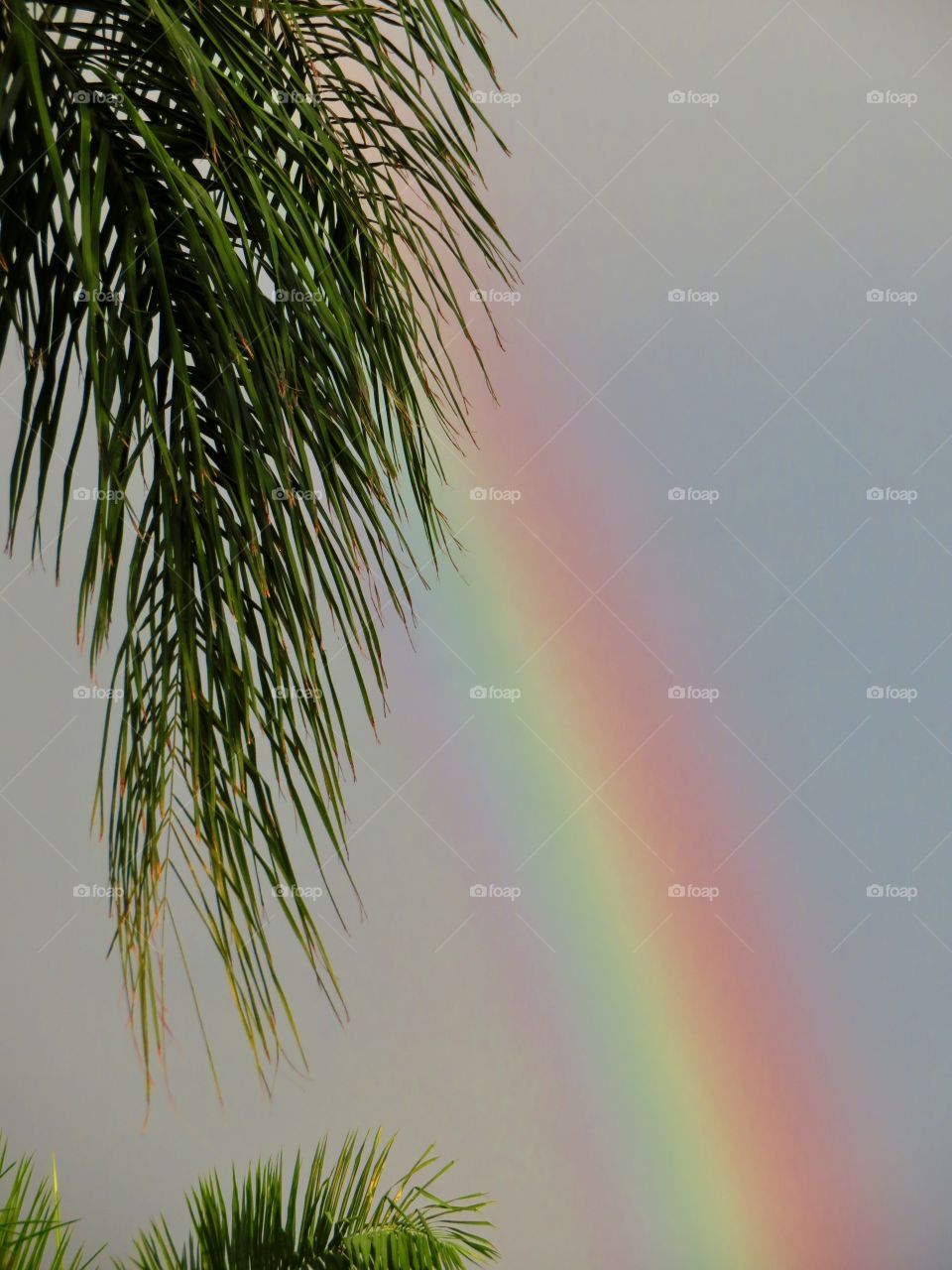 Tropical Rainbow