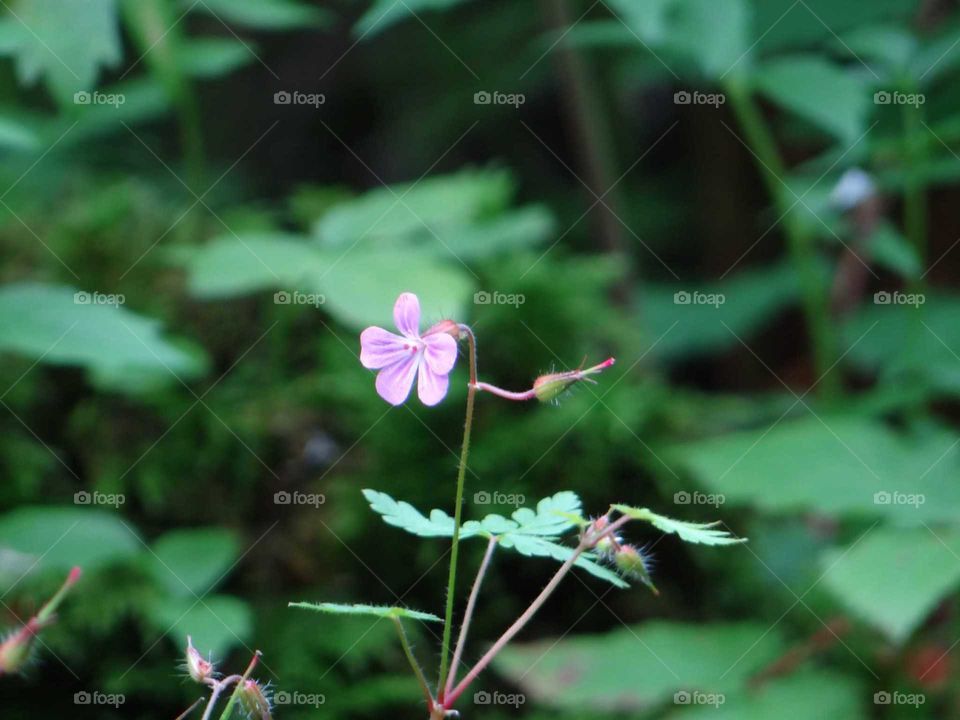 Pink flower at Stens huvud