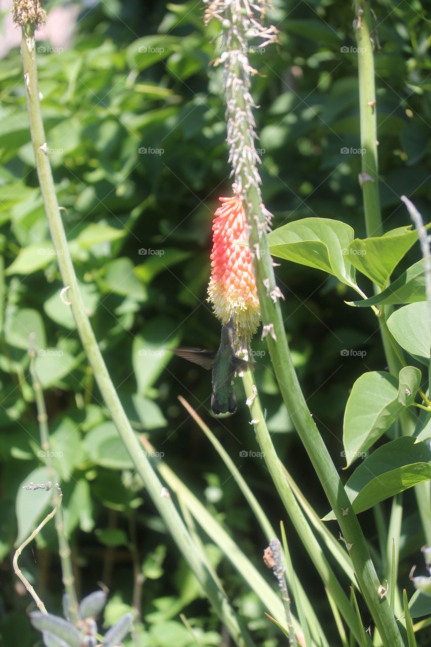 Hummingbird in action