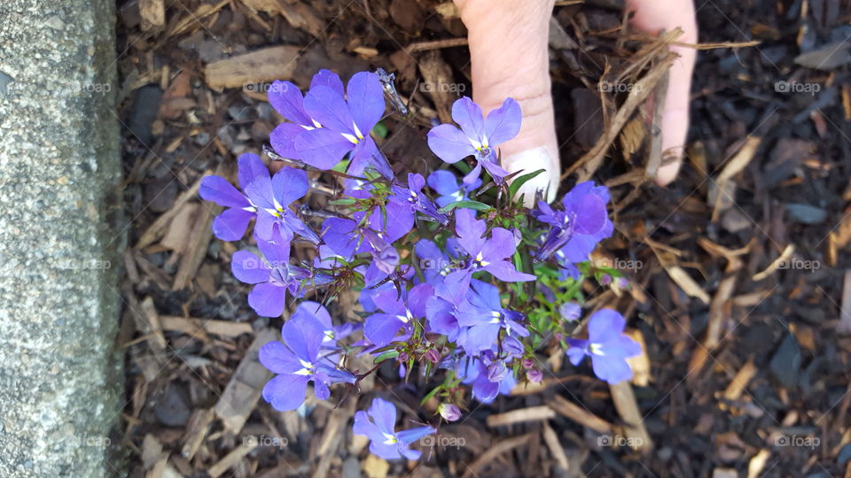 purple flower