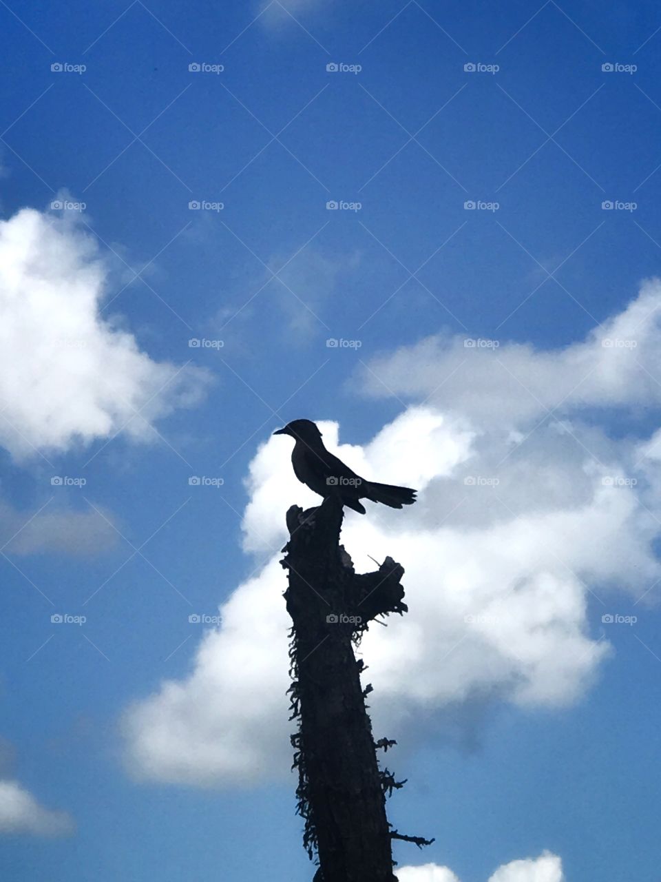 A bird sitting on a tree stump with a cloudy blue sky background!