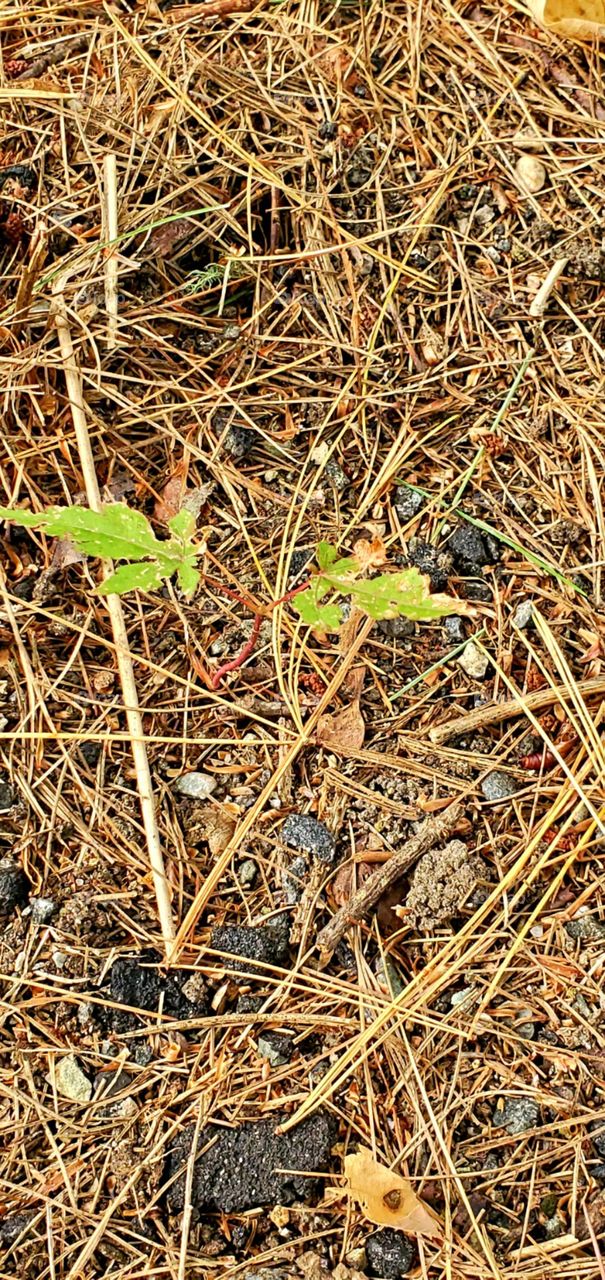 Sapling maple tree growing in the pine grove with pine needles all around. Brown & green colors.