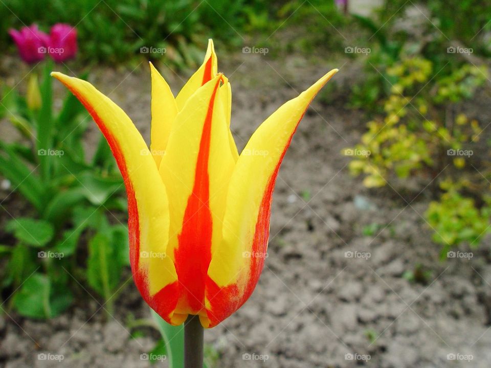 tulip