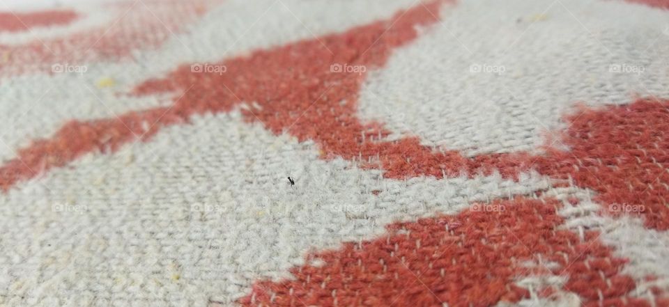 ant on blanket walking like redcarpet rampwalk