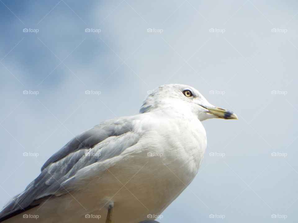 seagull