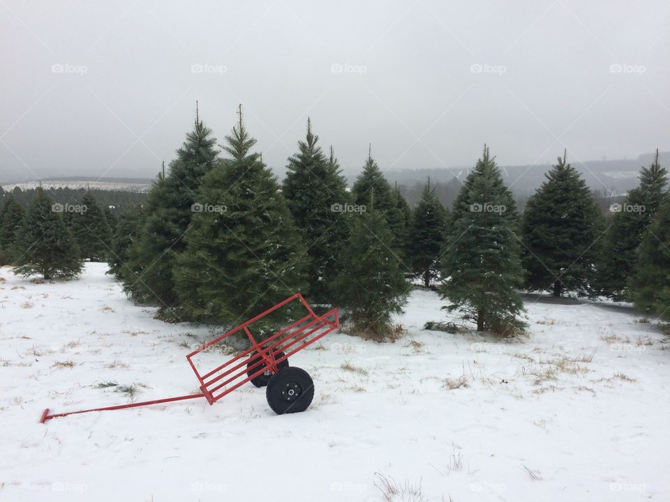 Christmas on the tree farm
