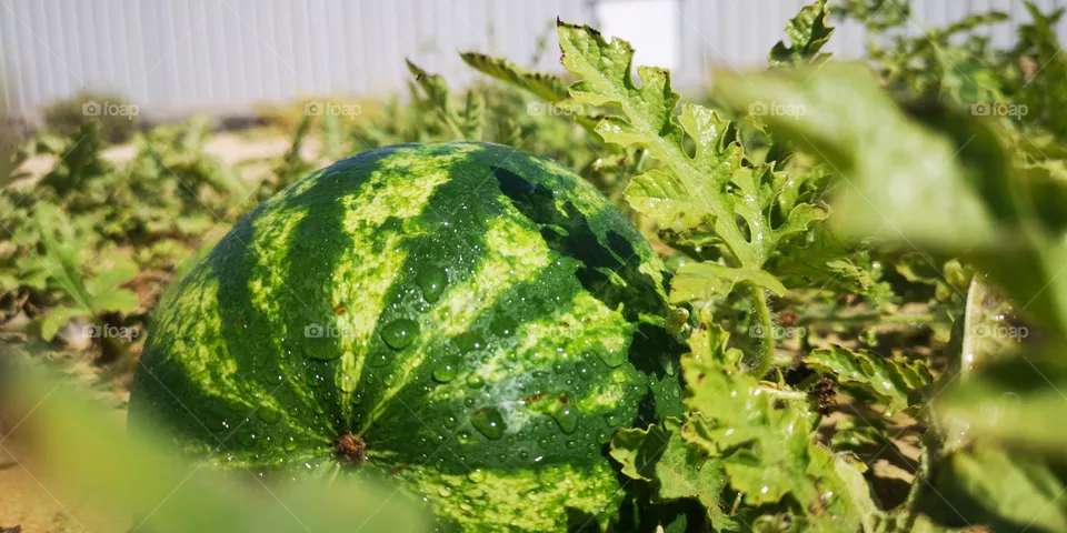 Watermelon