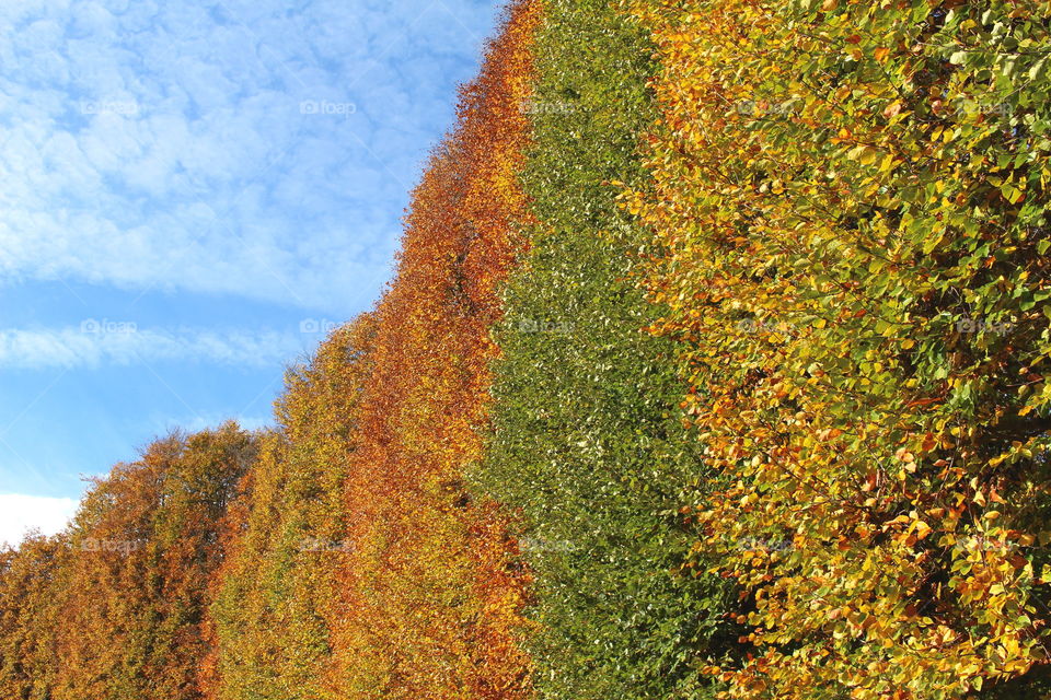 Changing autumn colors in the park.